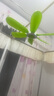 中聯(lián)（ZOLEE）中聯(lián)電風(fēng)扇小吊扇小型迷你風(fēng)扇床上用風(fēng)扇家用蚊帳扇學(xué)生宿舍電風(fēng)扇6葉大風(fēng)力微風(fēng)扇zolee語(yǔ)音聲控 扇面尺寸45CM六頁(yè)+遙控定時(shí)線(xiàn) 曬單實(shí)拍圖