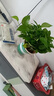 雙盟綠蘿盆栽除甲醛花卉綠植辦公室新房凈化空氣180加侖4盆裝源頭直發(fā) 曬單實拍圖