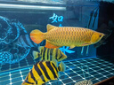 YEE虎魚(yú)飼料虎魚(yú)專(zhuān)用飼料魚(yú)食下沉型魚(yú)糧不渾水金銀龍招財貓地圖藍鯊 虎魚(yú)專(zhuān)用【5.0mm顆?！?310g 1罐 緩沉型 曬單實(shí)拍圖