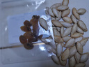 鮑魚干干貨佛跳墻滋補(bǔ)野生食材煲粥煲湯淡曬干小鮑魚 中號10個 曬單實(shí)拍圖