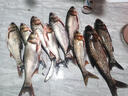 BAISHA FISH BS白鯊三代鰱鳙方塊餌拋竿釣魚餌海竿翻板鉤浮釣反底釣腥臭誘食配方 新三代腥臭味-慢霧化【3包裝】 曬單實拍圖