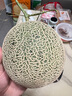 京鮮生蜜蜂授粉牛三蜜瓜網(wǎng)紋瓜單果1.5斤起凈重4.5-5斤 2-3粒裝源頭直發(fā) 曬單實拍圖