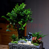 自然空間黑骨茶盆栽禮品 風(fēng)山四方漢磚叢林紫檀+馬+小拱橋+250座 源頭直發(fā) 曬單實(shí)拍圖