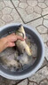 夜光漂咬鉤變色魚漂全套一整套釣魚漁具鯽鯉浮漂高靈敏度日夜兩用 大物AD-02【吃鉛5.0g】 【不變色】+送1粒電池 曬單實拍圖