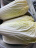 【超市品質(zhì)】新鮮精品娃娃菜現(xiàn)砍現(xiàn)發(fā)小包裝新鮮蔬菜生鮮產(chǎn)地直發(fā) 新鮮娃娃菜1*(3棵)*1包 曬單實拍圖