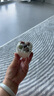 墨一【送貨上門】生石花多肉植物帶盆栽好石頭花屁股花帶盆栽好發(fā)貨 小方瓷盆+5顆生石花+土 裸根不帶土 曬單實(shí)拍圖