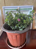 花苗盆栽花卉四季開(kāi)花綠植室外易活好養庭院小區綠化工不支持退貨 滿(mǎn)天星 中苗1盆 16#培育盆 曬單實(shí)拍圖