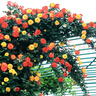 景郁春 JIRYUCUR薔薇花苗藤本月季庭院爬藤植物臺花卉四季開(kāi)花藤彩虹源頭直發(fā) 曬單實(shí)拍圖