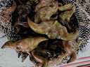 藕荷泥（OUHENI）現(xiàn)摘洪湖新鮮菱角老菱角黑菱角青菱角米新鮮粉糯湖北特產(chǎn)生鮮棱角 精品老菱角4斤 順豐保鮮發(fā)貨 曬單實拍圖