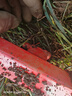 村舍 電動(dòng)除草機(jī)微耕機(jī)開(kāi)溝松土犁地翻土一體家用充電小型農(nóng)用鋤草 單輪機(jī)寬25厘米刀片18厘米 帶48V20A鋰電池+開(kāi)溝犁+側(cè)翻犁 曬單實(shí)拍圖