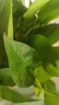 雙盟綠蘿盆栽除甲醛花卉綠植辦公室新房凈化空氣180加侖4盆裝源頭直發(fā) 曬單實拍圖