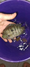龍王恨魚(yú)餌野戰藍鯽X5腥香釣魚(yú)餌全年通用可搓可拉黑坑野釣魚(yú)食釣魚(yú)餌料 野戰藍鯽-香腥(300g/包)*5 曬單實(shí)拍圖