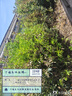德力西電氣（DELIXI ELECTRIC）鋰電池電鋸家用小型手持切割鋸柴伐木鋸無(wú)線戶外充電式鋰電電鏈鋸 12寸無(wú)刷工業(yè)款-4.0AH一電兩鏈 曬單實(shí)拍圖