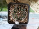OUOETY白拉絲麗花屬仙人球新品好養(yǎng)愛開花多肉植物花色對版原盆原土發(fā) 睡美人徑3-4厘米左右有根 帶盆栽好 曬單實(shí)拍圖