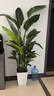 天堂鳥大型綠植盆栽 天堂鳥1.7-1.8米【梯形樹脂盆】 曬單實(shí)拍圖