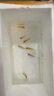 百綸木千彩色天使魚觀賞魚【順豐速發(fā)】群游淡水魚好養(yǎng)耐活熱帶魚新手魚 10條天使魚（顏色混搭） 曬單實(shí)拍圖