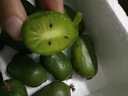 【順豐直達(dá)】丹東龍城2號(hào)軟棗獼猴桃 東北軟棗小獼猴桃迷你奇異莓 1斤 10-15g普通裝 曬單實(shí)拍圖