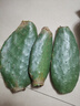 派果屋墨西哥米邦塔仙人掌，榨汁，食用，外敷，盆栽，山東發(fā)貨 7一10年4.5斤(敷燉) 不含盆 曬單實(shí)拍圖