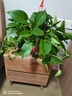 長藤綠蘿垂吊綠植室內(nèi)吊蘭吸甲醛凈化空氣綠植盆栽稀有綠蘿盆栽 【盆口直徑16厘米】長藤紅盆綠蘿2盆送肥料 曬單實拍圖