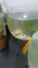 云峰海瑞水草活體懶人草魚(yú)缸造景活體水草套餐魚(yú)缸水草有莖類(lèi)中后景真水草 【實(shí)惠】-綠菊（5只一組） 曬單實(shí)拍圖
