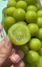 博多客陽光玫瑰葡萄 順豐冷鏈 進口品種 新鮮無籽香印青提 應(yīng)季水果提子 1.6-1.8斤凈重(1串) 1串約2斤 曬單實拍圖