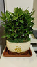幼薇君子蘭盆栽花卉室內客廳好養桌面綠植辦公室茶桌裝飾植物 單棵君子蘭+春綠山水瓷盆 帶盆栽好 曬單實(shí)拍圖