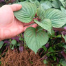 雙面紫色紫蘇葉可食用盆栽種植苗紫蘇秧苗陽(yáng)臺四季庭院紫蘇蔬菜 紫蘇秧苗 6顆送1肥料 曬單實(shí)拍圖