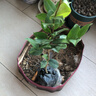 香妃茶花山茶花樹(shù)苗盆栽花卉植物四季開(kāi)花陽(yáng)臺庭院耐寒濃香老樁 香妃茶20-25cm原土1顆 曬單實(shí)拍圖