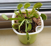 【新奇植物】捕蠅草超大苗食蟲(chóng)草捕蚊草捕蟲(chóng)草室內(nèi)盆栽食人花植物 巨夾大苗整株約5.5CM 原盆載好發(fā)貨 曬單實(shí)拍圖