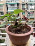 封茗【稀有品種】云南玫瑰花苗開花耐寒濃香型玫瑰花卉老樁盆栽陽臺 蘇格蘭綠(包中火) 8年樁【對版品種各1】發(fā)3棵 曬單實拍圖