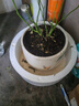 果汁陽臺月季花苗四季開花卉盆栽綠植物室內(nèi)花易活玫瑰帶花苞庭院 果汁陽臺【大花濃香，月月開分枝多】 【帶花苞】【盆口徑15cm】原盆冠25高35 曬單實拍圖