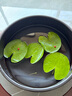 采緹（CAITI）水碗蓮一葉蓮 帶花苞睡蓮荷花大號(hào)小葉迷你水生家用睡蓮?fù)肷徎?小葉4片7-10公分 不含盆 曬單實(shí)拍圖