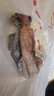 鮮馳 山東鮮凍大魷魚凈重1300g（3-5條）燒烤食材海鮮軟足類-源頭直發(fā) 曬單實拍圖