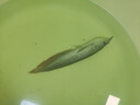幻彩銀龍魚(yú)活體觀(guān)賞魚(yú)苗熱帶魚(yú)中大型風(fēng)水招財七彩銀龍魚(yú)順豐包郵 14-16七彩銀龍2條 曬單實(shí)拍圖
