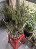 花e流水杉樹樹苗盆景日式風格綠植盆栽小綠植微型植物水杉小造型苗捷成 40厘米高10棵-F88 曬單實拍圖