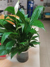 水培白掌一帆風(fēng)順盆栽帶花室內(nèi)客廳植物四季常青好養(yǎng)活新家綠植 A級(jí)白掌+繁星吸水盆 曬單實(shí)拍圖