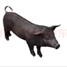 黑豬苗正宗純種土黑豬黑豬苗仔豬豬苗黑土豬育肥豬種母豬苗仔發(fā)貨 20斤左右一只 種母 曬單實(shí)拍圖