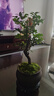 想開祺典小葉紫檀盆景植物老樁盆栽辦公室桌面室內(nèi)花卉綠植好養(yǎng)活四季 老樁單桿紫檀+馬到成功盆+底座 曬單實(shí)拍圖