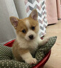 寵六福純種柯基幼犬寵物狗狗活體小狗活物幼崽雙色三色短腿狗 寵物級 公 曬單實拍圖