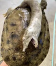 吉野木甲魚(yú)專(zhuān)用藥腐皮爛甲病爛身白底烏龜老鱉王八魚(yú)塘水產(chǎn)養殖消毒殺菌 1瓶裝【緊急消殺】 曬單實(shí)拍圖