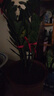 【招財進(jìn)寶金錢(qián)樹(shù)】客廳大型綠植好養活 開(kāi)業(yè)喬遷禮吸甲醛 簡(jiǎn)易袋盆高55-60cm1盆多苗贈肥料 55-80cm 曬單實(shí)拍圖