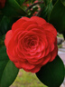 逸紅顔（E.Beauty）煙絮2025年夏季新款中式提花V領(lǐng)A擺壓褶新中式連衣裙女 晚波藍(lán) L 曬單實(shí)拍圖