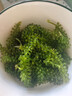 骉祥鹽漬海葡萄即食海藻菜網(wǎng)紅涼拌菜裙帶菜海鮮蔬菜海葡萄海草海帶e 海葡萄2袋*100g 曬單實拍圖