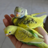 凡賽爾（VERSELE-LAGA）比利時(shí)進(jìn)口凡賽爾A21鸚鵡奶粉A19幼鳥(niǎo)專(zhuān)用牡丹玄鳳和尚灰機(jī)雀繁育 低脂奶粉A21(800g)保質(zhì)期26年8月 曬單實(shí)拍圖