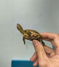 增黃龜糧烏龜專用發(fā)色糧小青黃喉擬水頭盔白化巴西黃緣石金錢飼料 【中粒】6-13cm的龜 680g 1桶 上浮型 曬單實(shí)拍圖