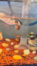 JCZS德國(guó)品牌火山石魚缸專用水族造景墊底砂古法養(yǎng)魚材料大塊過濾石火 【魚缸造景5斤】紅火山石5-10厘米() 曬單實(shí)拍圖