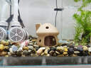 魚(yú)缸凈水片硝化細菌水質(zhì)凈化劑長(cháng)效凈水劑清潔神器水族消毒殺菌 1瓶【凈化水質(zhì) 打造空氣缸】 曬單實(shí)拍圖