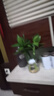 花行榜 觀音竹富貴竹水培植物花卉綠植 觀音竹+冬瓜玻璃瓶 2套源頭直發(fā) 曬單實拍圖