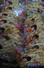 海玉石頭餅石子烤饃 非油炸零食餅干 原味720g 山西特產(chǎn) 曬單實拍圖