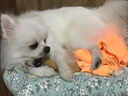 貴為（GiGwi）狗玩具磨牙棒狗狗磨牙玩具幼犬小型犬木塑鹿角小號(hào)寵物用品玩具 曬單實(shí)拍圖